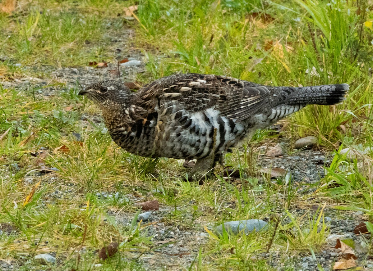 Ruffed Grouse - ML609470069