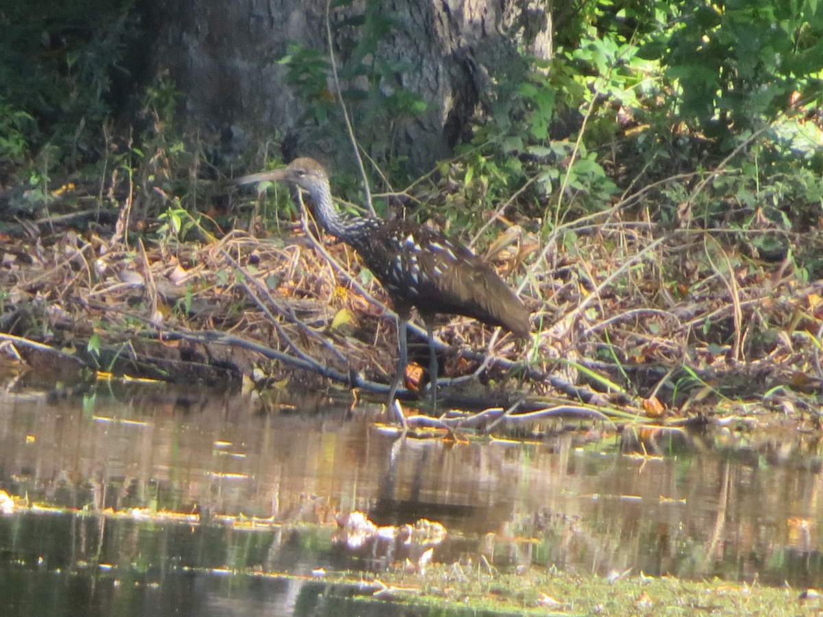 Limpkin - Christine Stanke