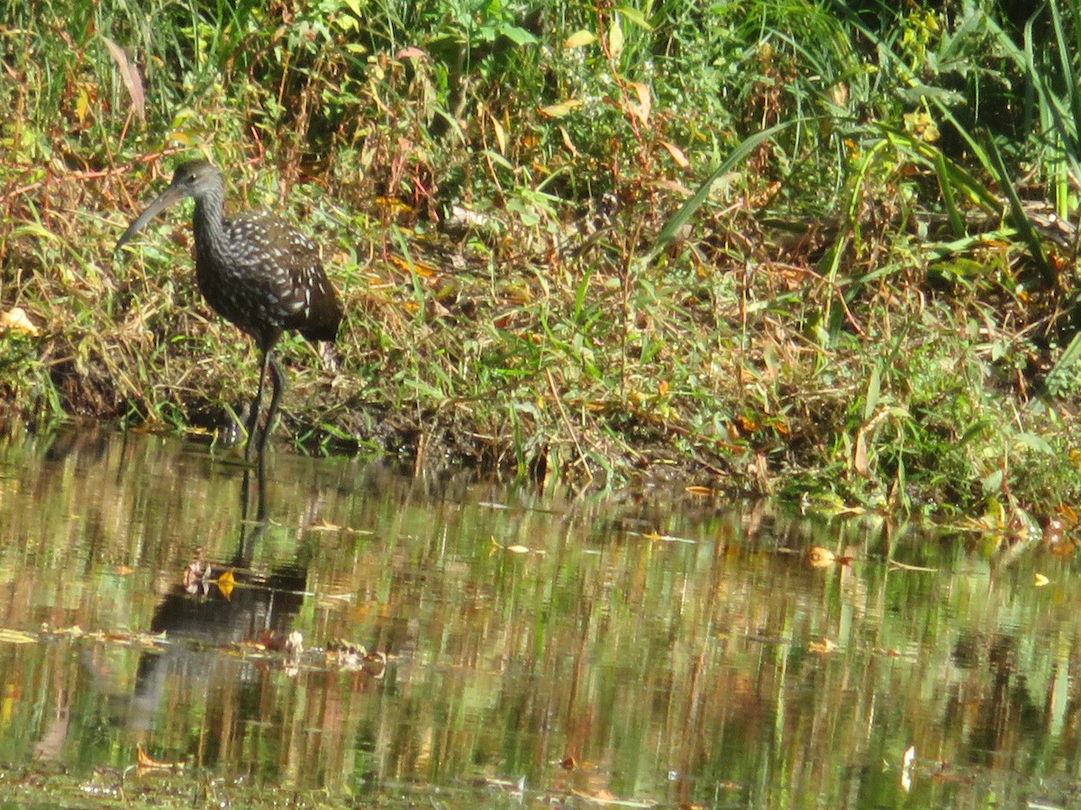 Limpkin - Christine Stanke