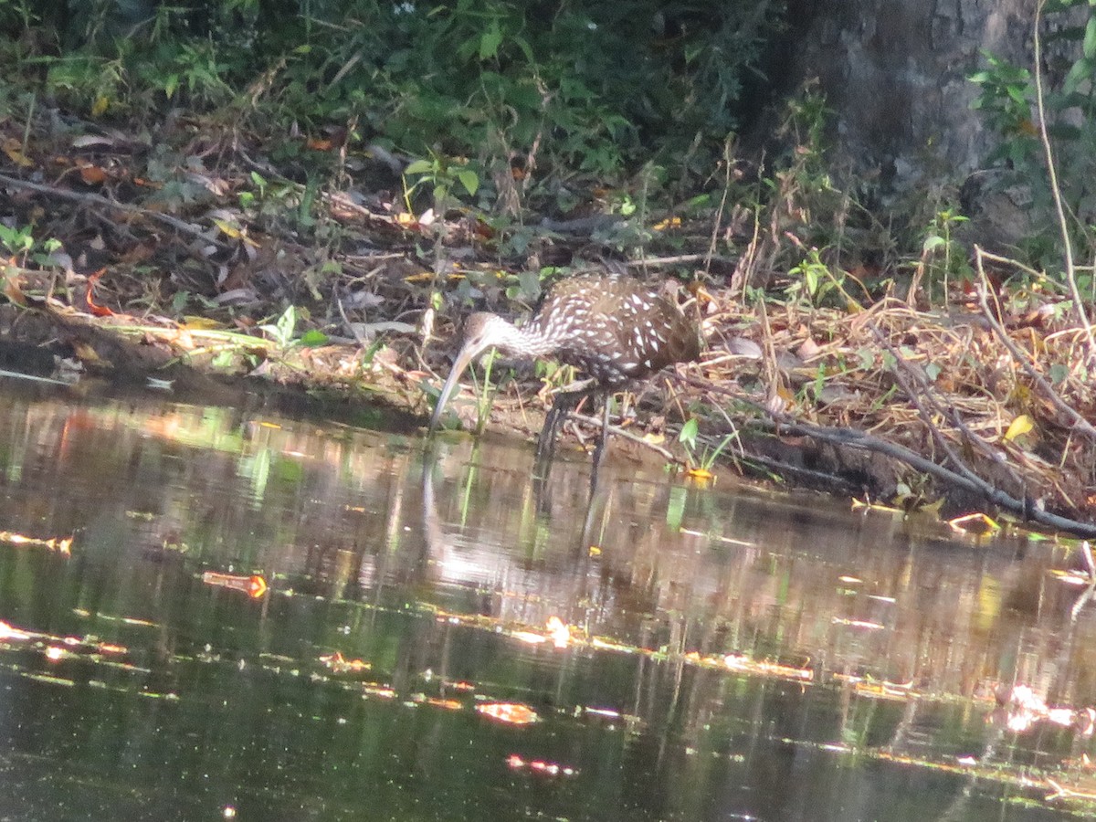 Limpkin - Christine Stanke