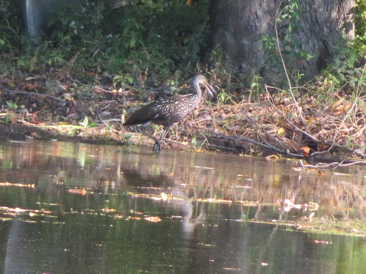 Limpkin - Christine Stanke