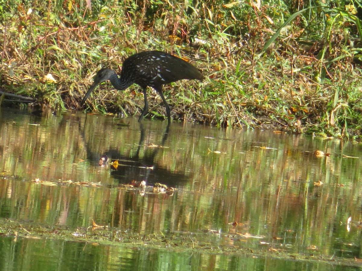 Limpkin - Christine Stanke