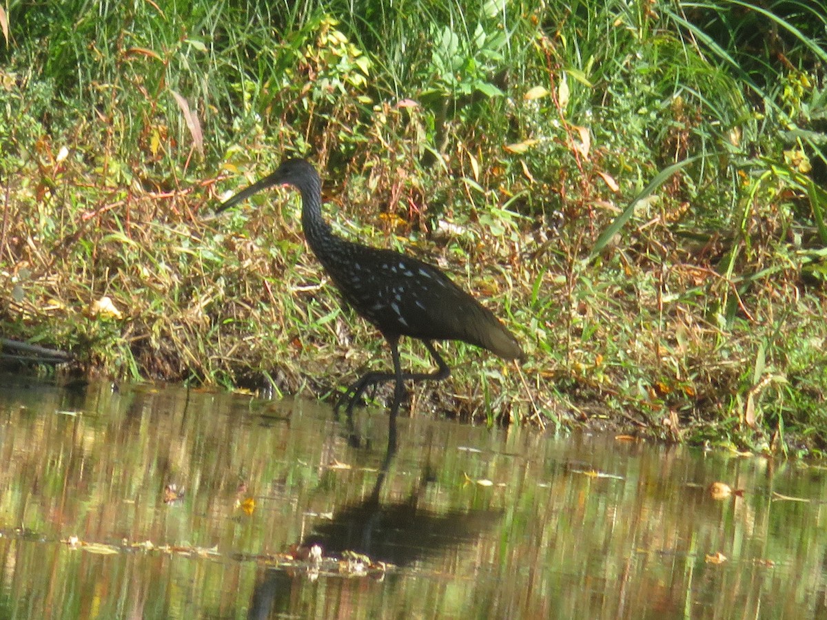 Limpkin - Christine Stanke