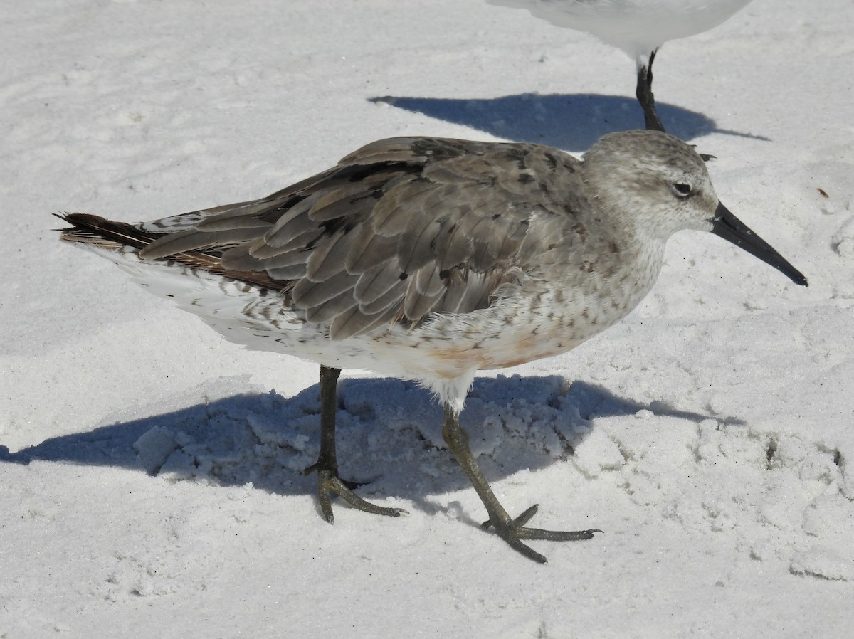 Red Knot - Bill Pelletier