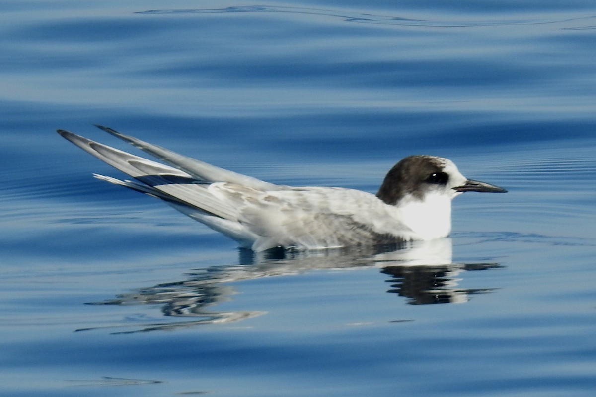 Arctic Tern - ML609470268