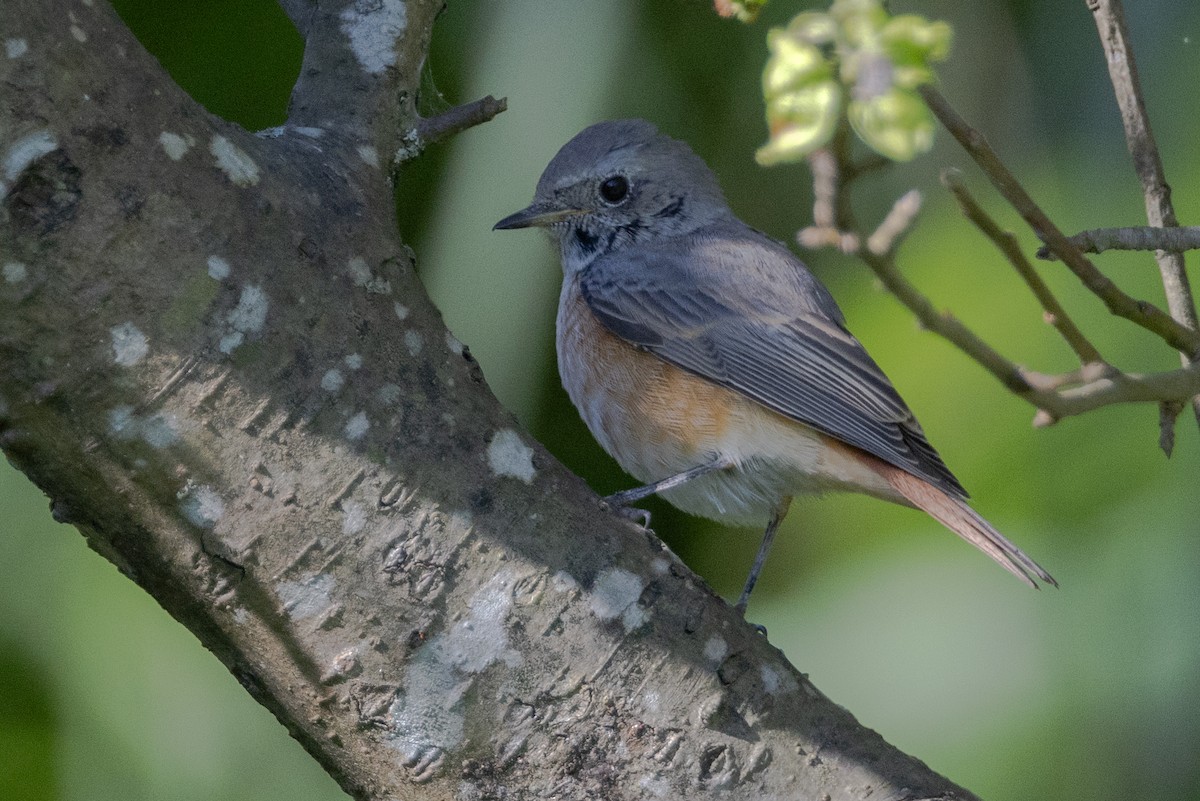 Common Redstart (Ehrenberg's) - ML609470386