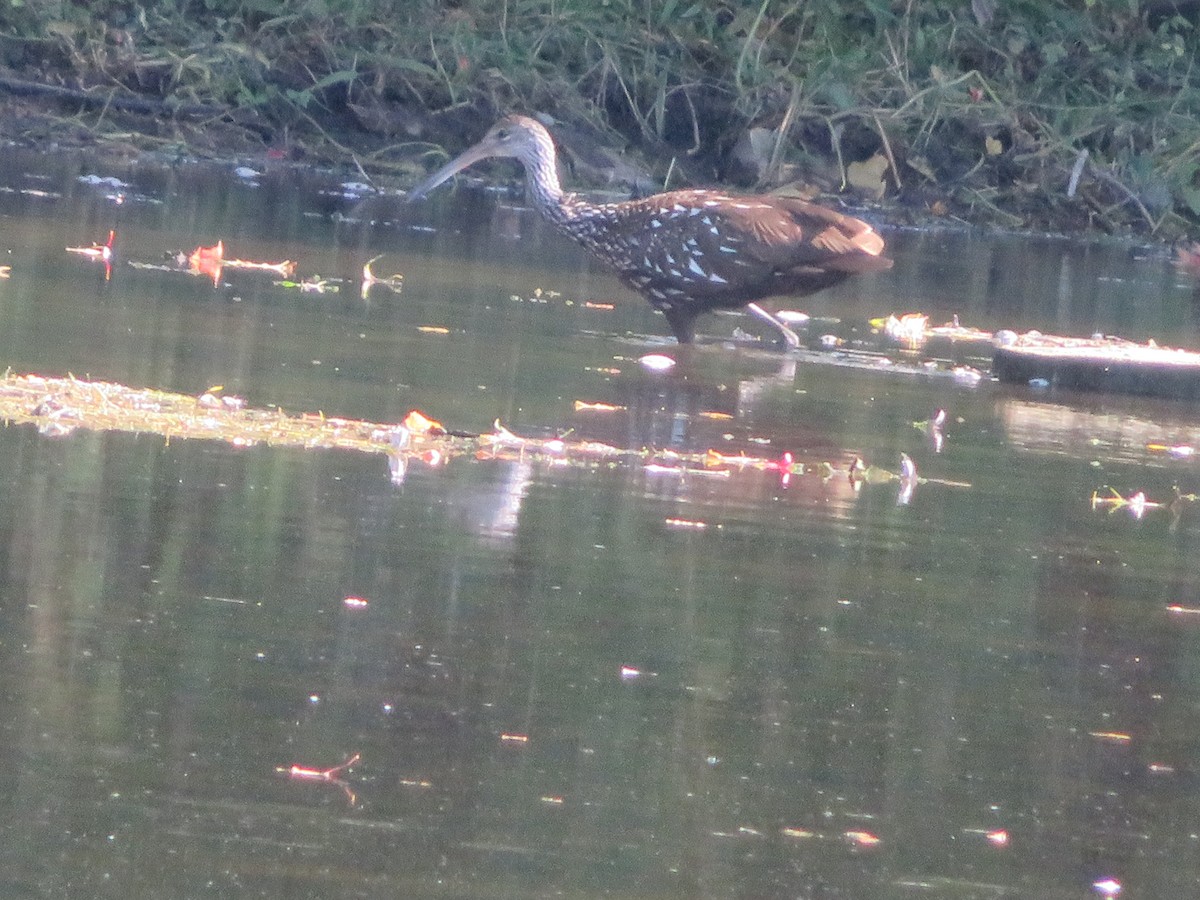 Limpkin - Christine Stanke