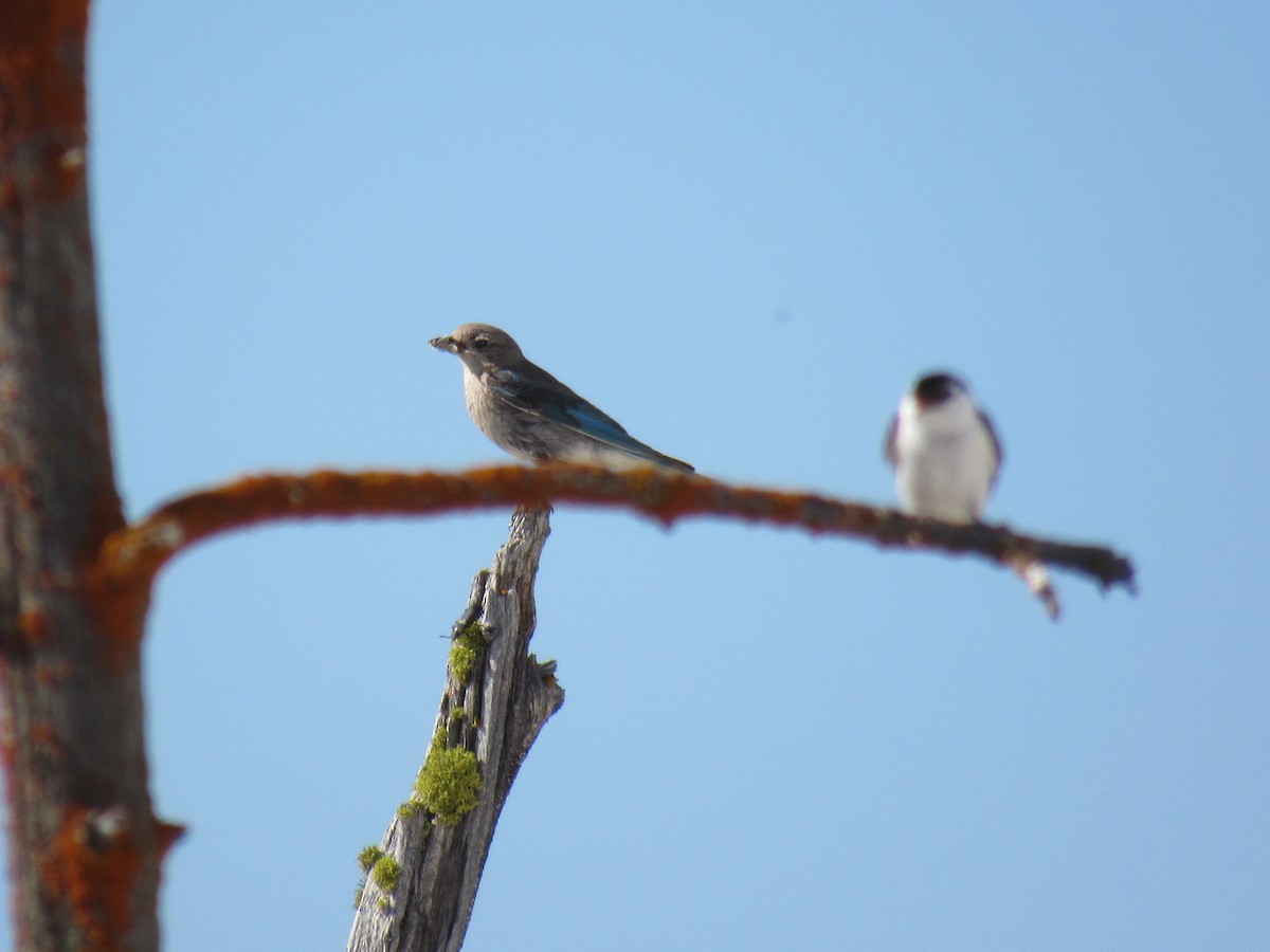 Mountain Bluebird - Allison Kluver