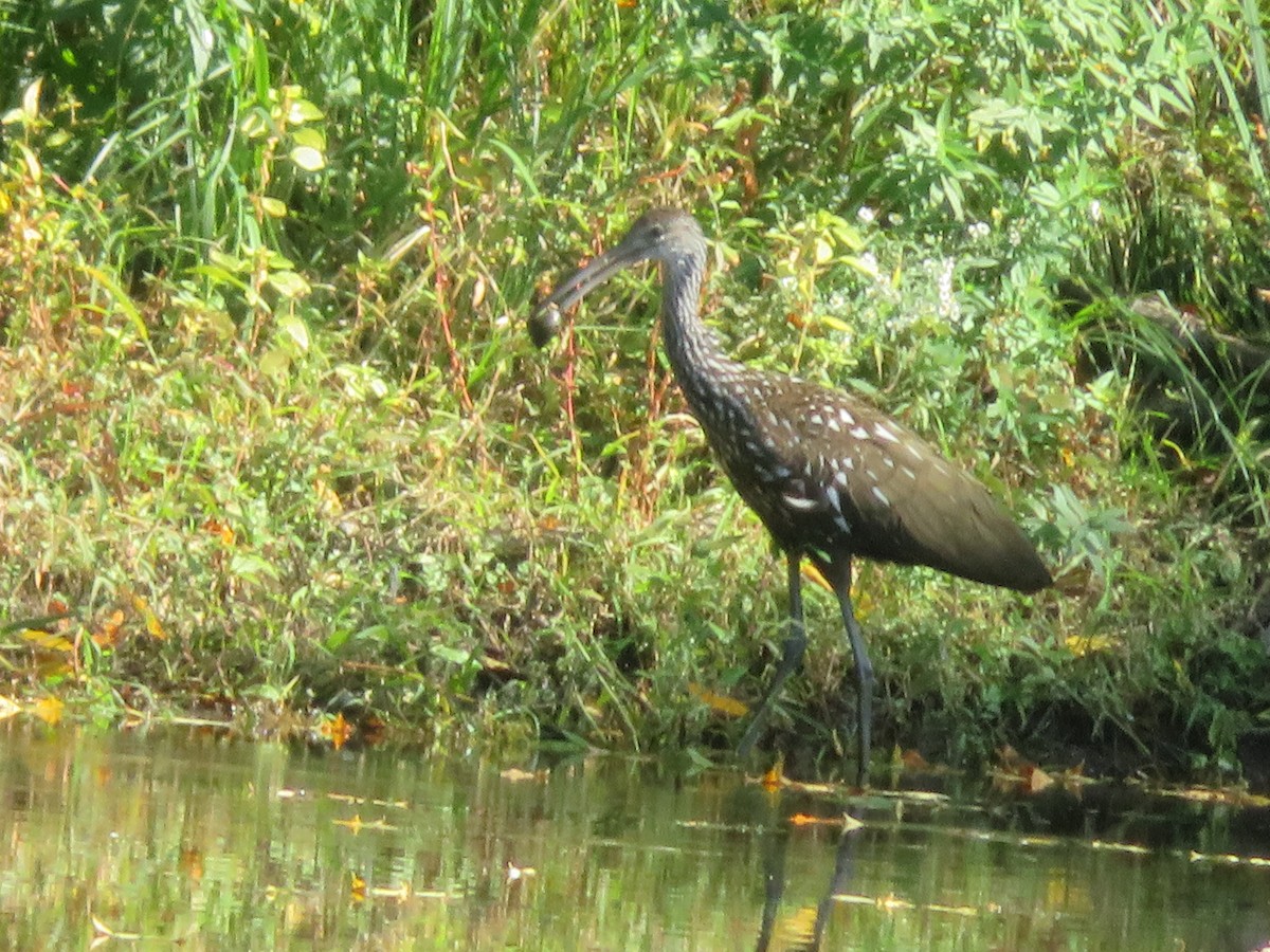 Limpkin - Christine Stanke