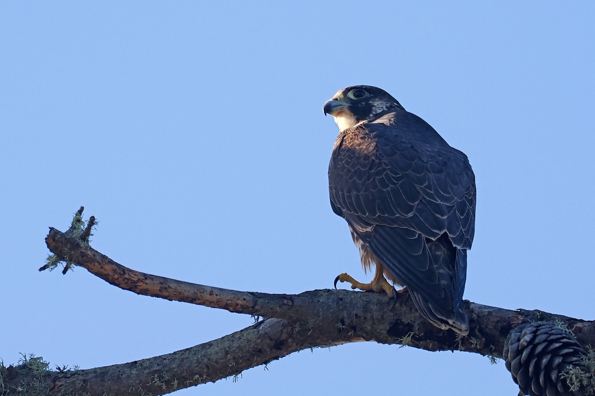 Peregrine Falcon - ML609470614