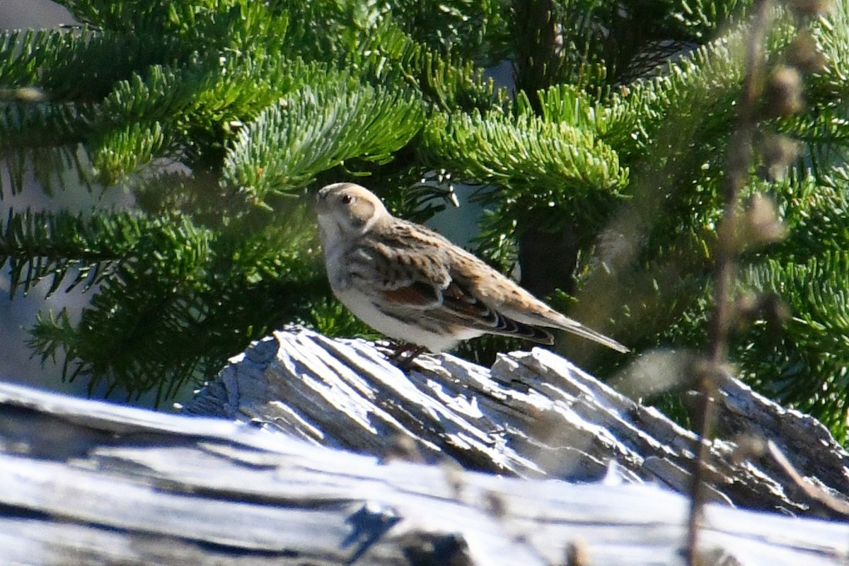 Lapland Longspur - ML609470674