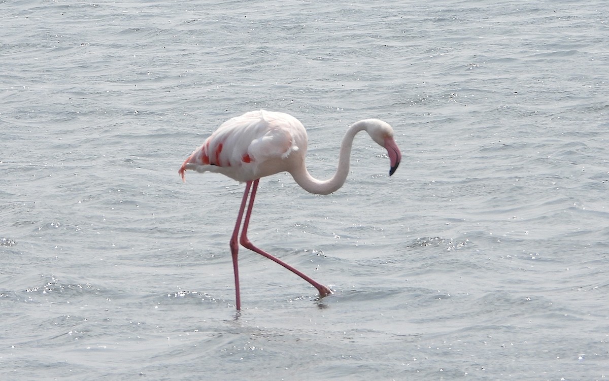 Greater Flamingo - ML609470719
