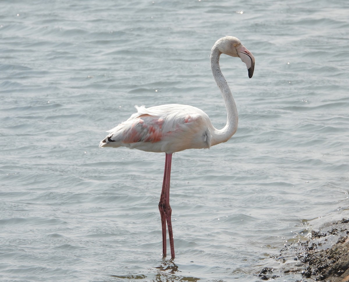 Flamingo - ML609470722