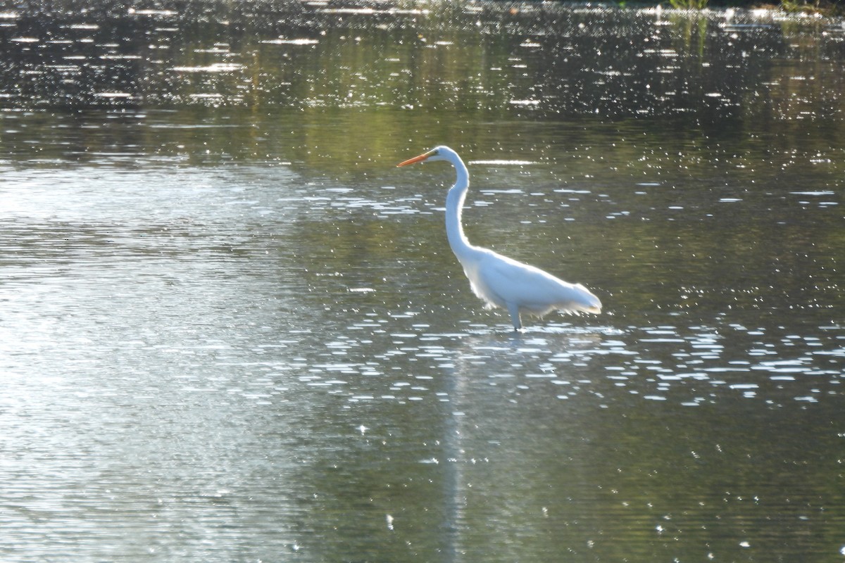 Great Egret - ML609470767