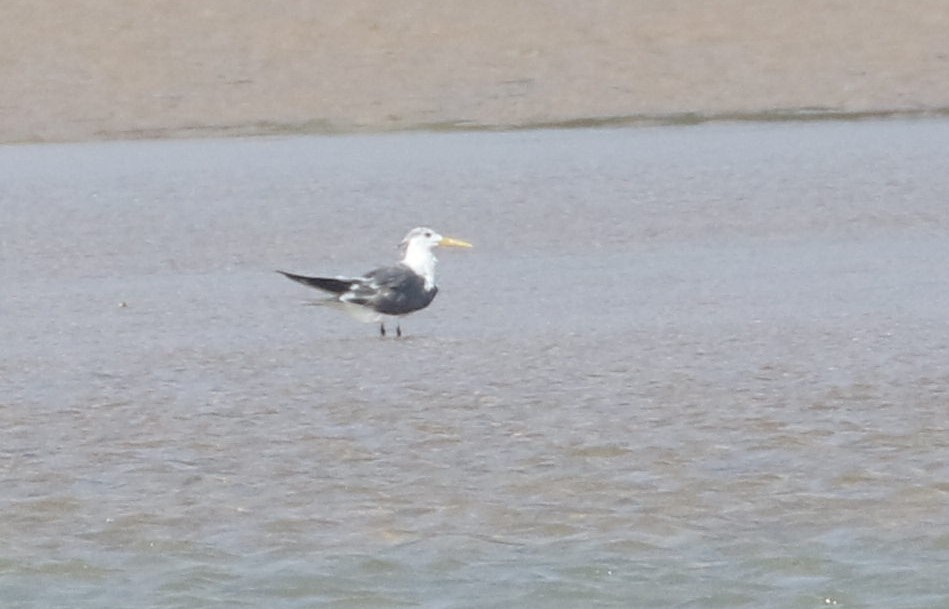 Great Crested Tern - ML609470783