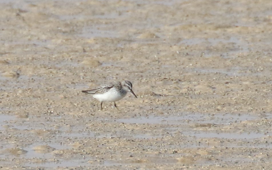 Broad-billed Sandpiper - Mark Baker