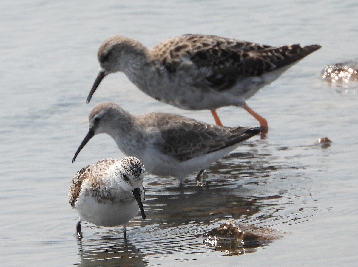 Sanderling - ML609470874