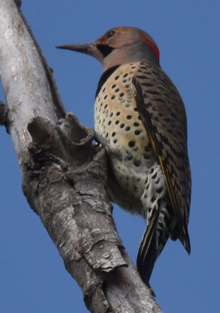 Northern Flicker - ML609470914