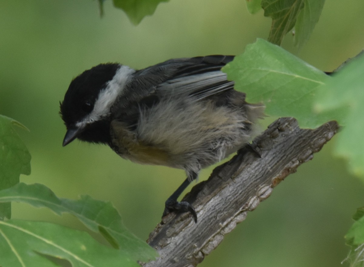 Black-capped Chickadee - ML609470921
