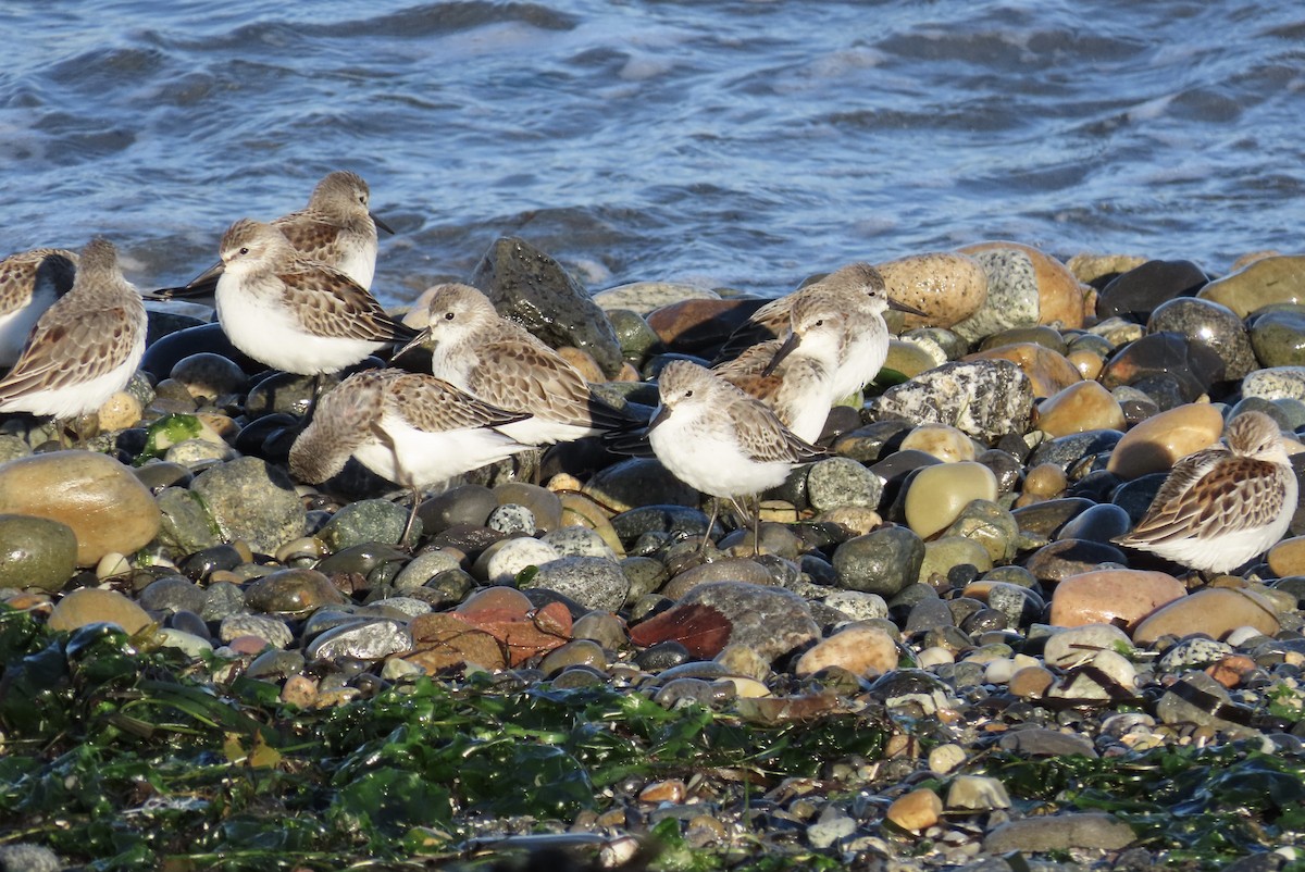 Western Sandpiper - J.J. Blue