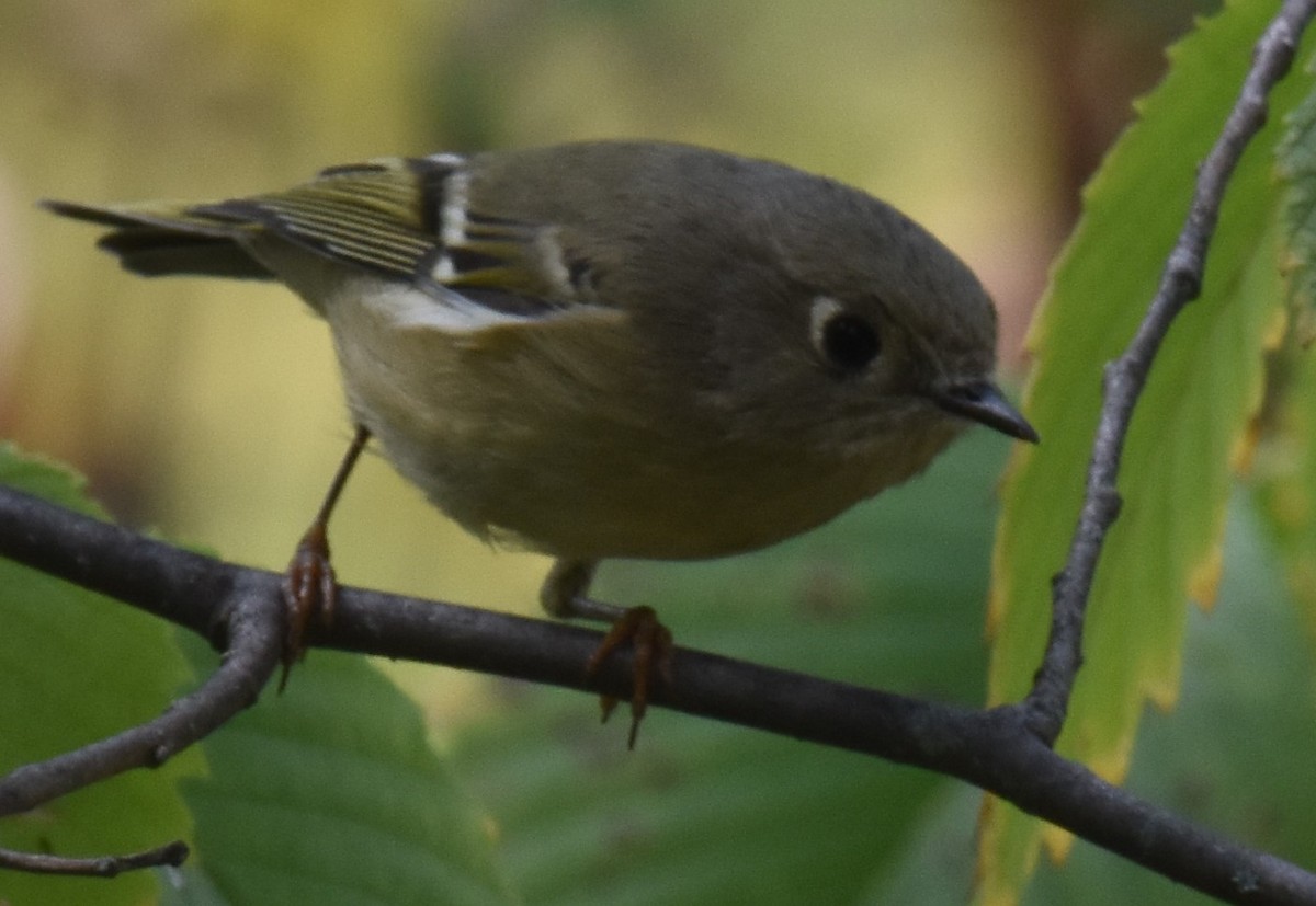 Ruby-crowned Kinglet - ML609470929