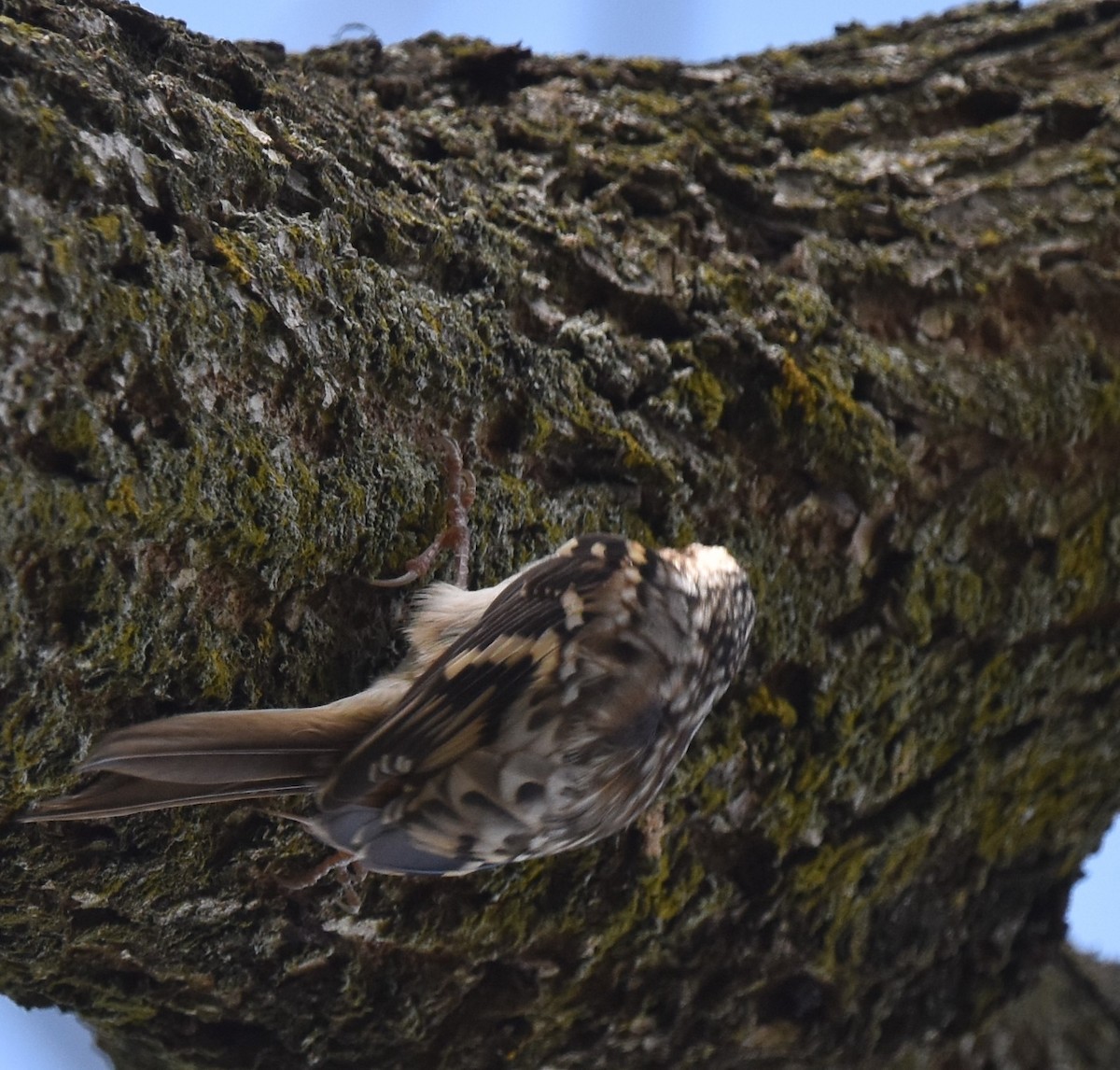 Brown Creeper - ML609470934