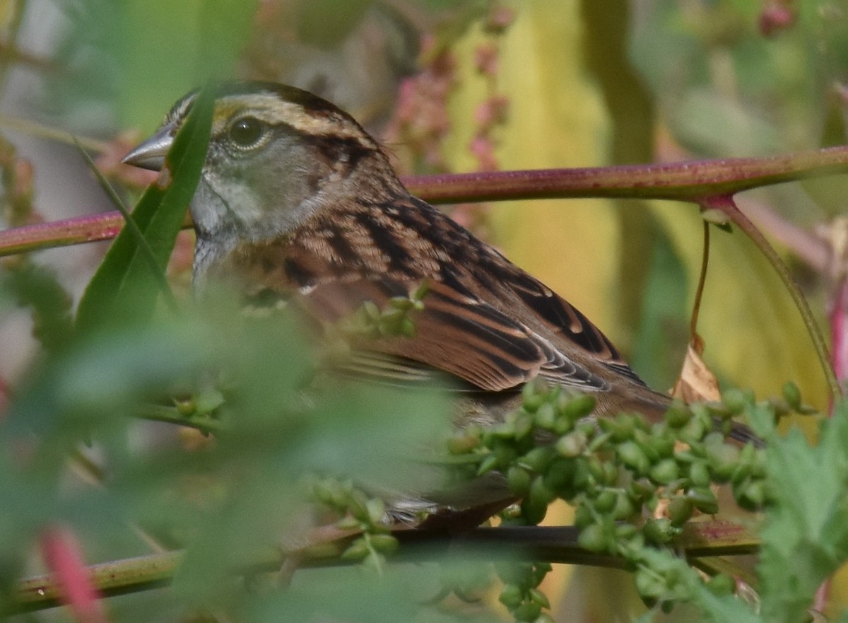 White-throated Sparrow - ML609470951