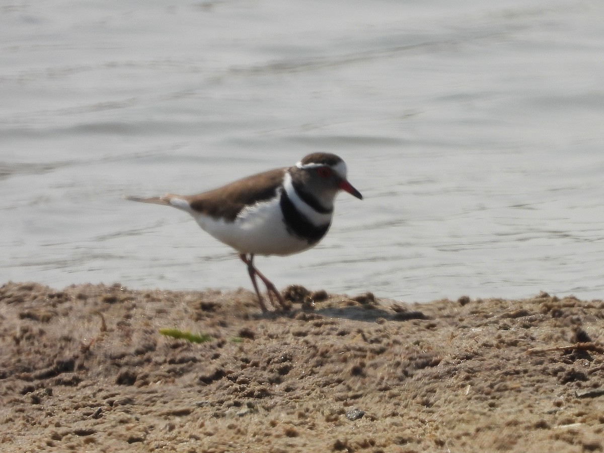 Three-banded Plover - ML609470958