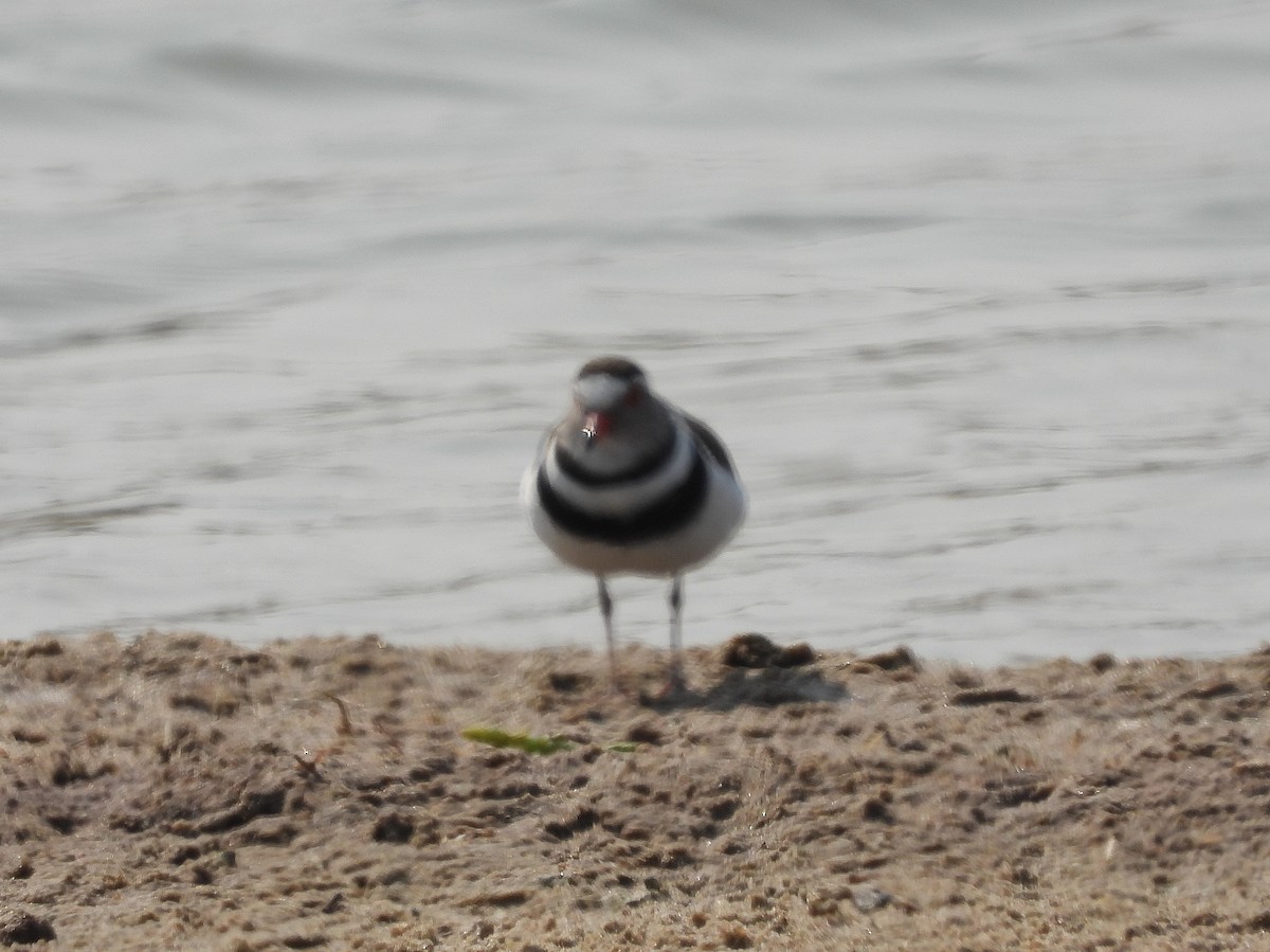 Three-banded Plover - ML609470959