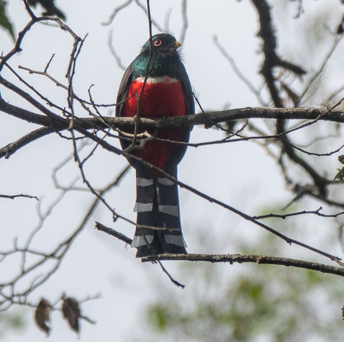 trogon mexický - ML609470990