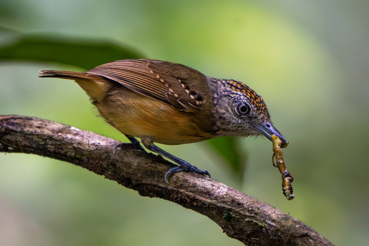 Spot-crowned Antvireo - ML609471074