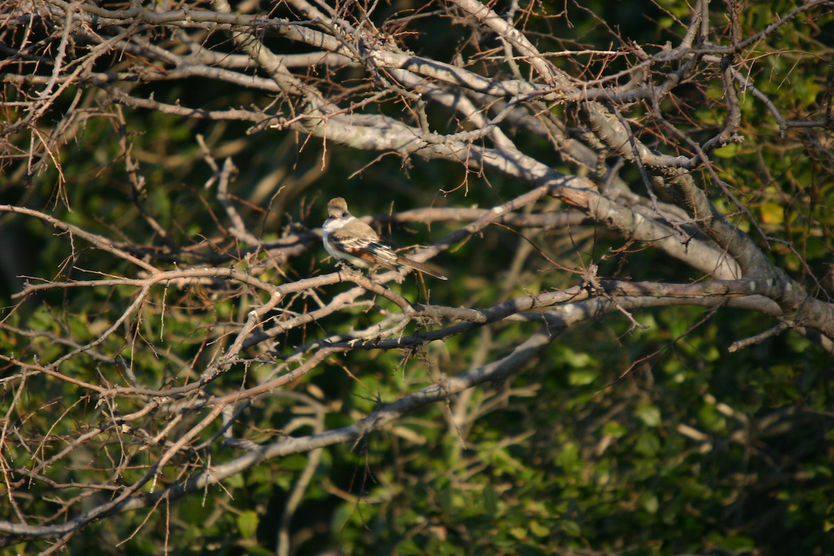 Ash-throated Flycatcher - Andrew Markel