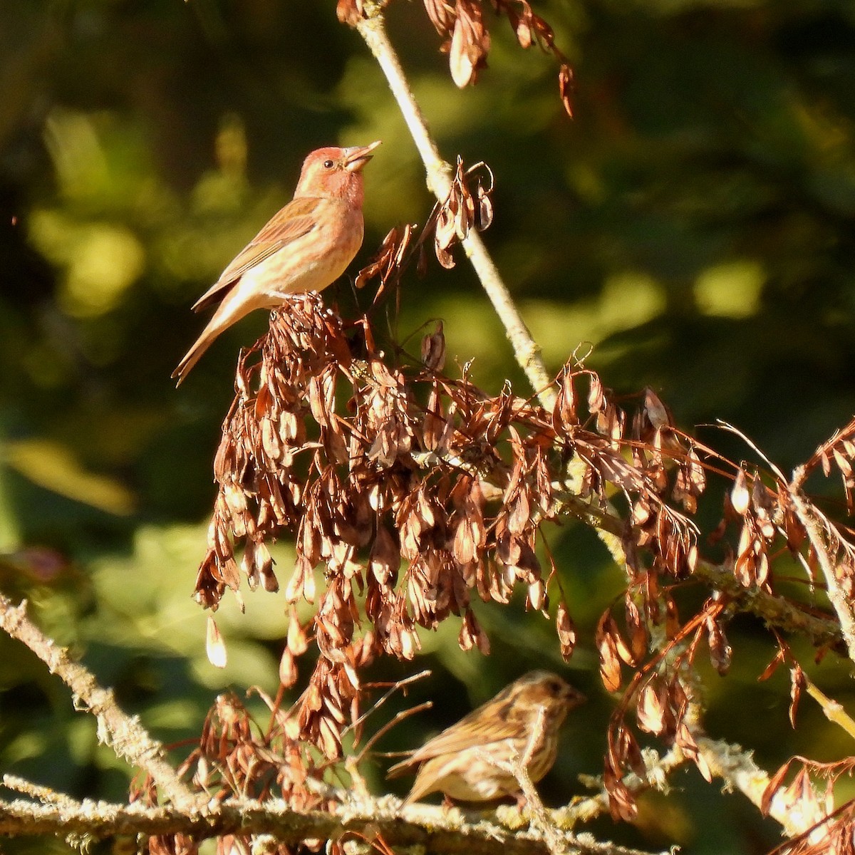 Purple Finch - ML609471141