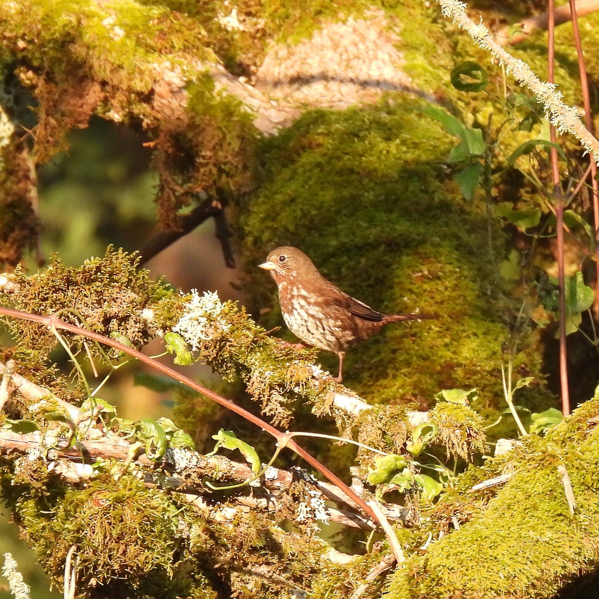 Fox Sparrow (Sooty) - ML609471149