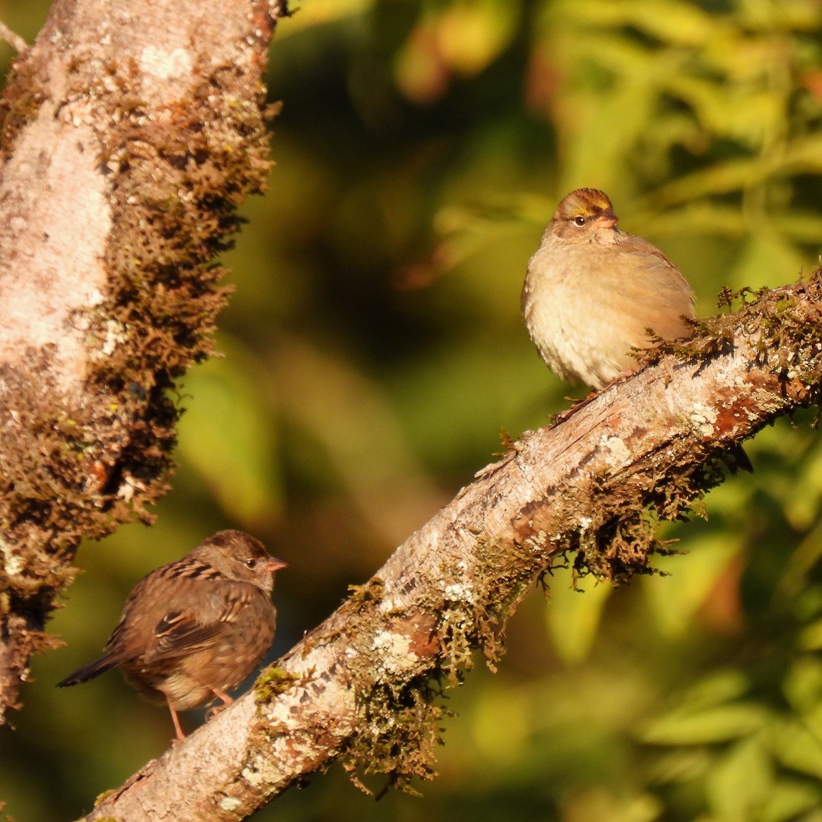 Golden-crowned Sparrow - ML609471162