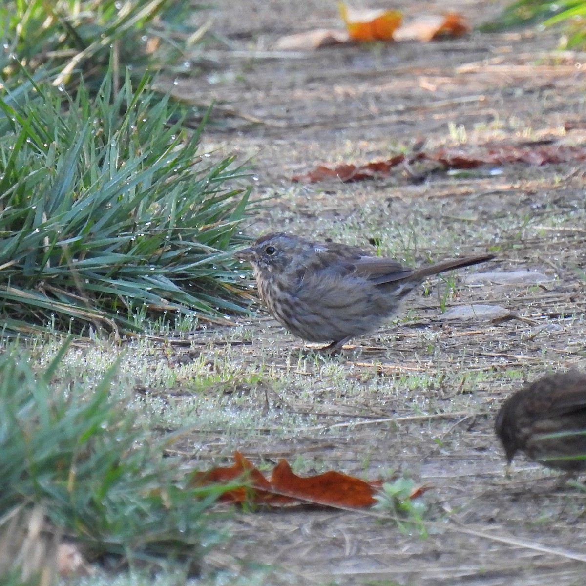 Song Sparrow - ML609471173