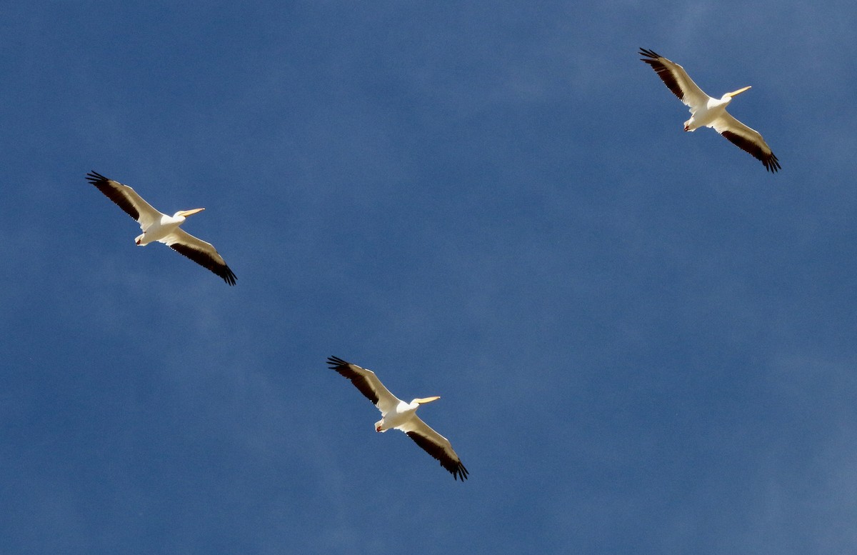 American White Pelican - ML609471205