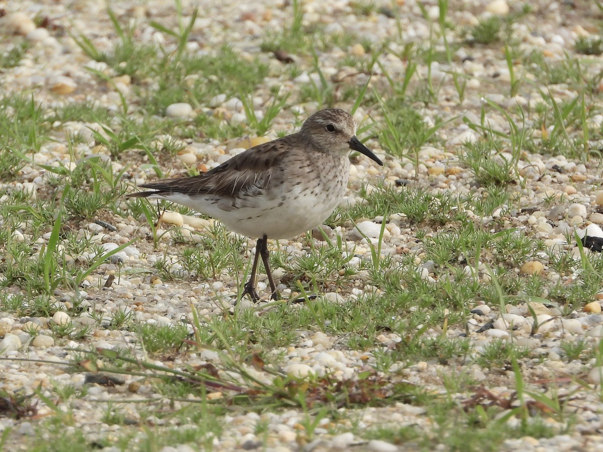 Weißbürzel-Strandläufer - ML609471206