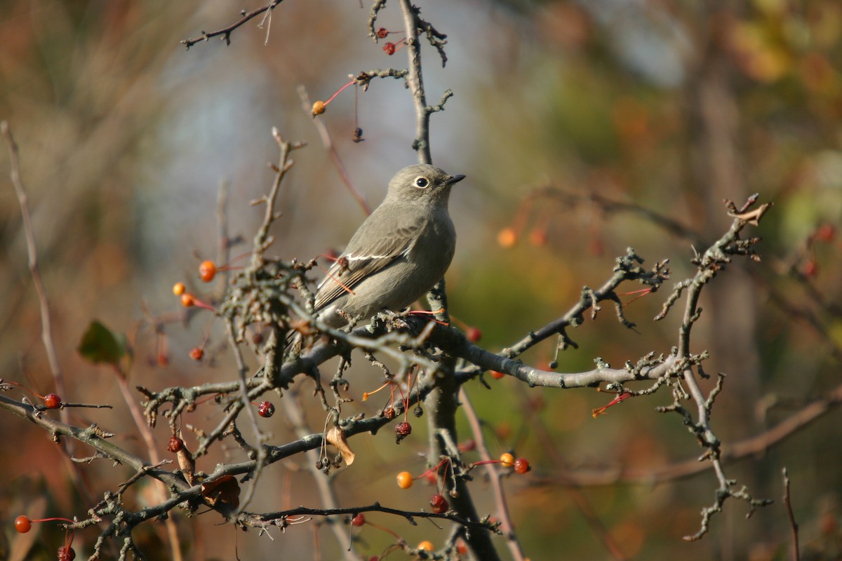 Townsend's Solitaire - Andrew Markel