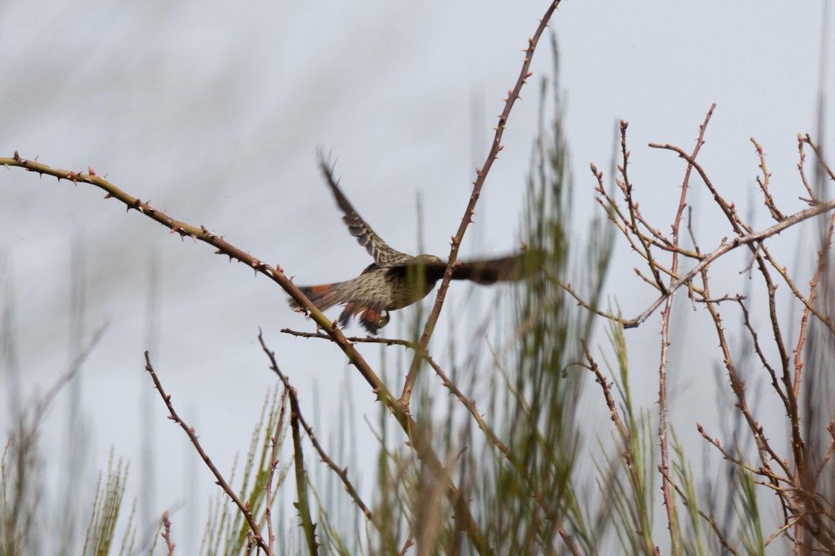 Rufous-tailed Plantcutter - ML609471365