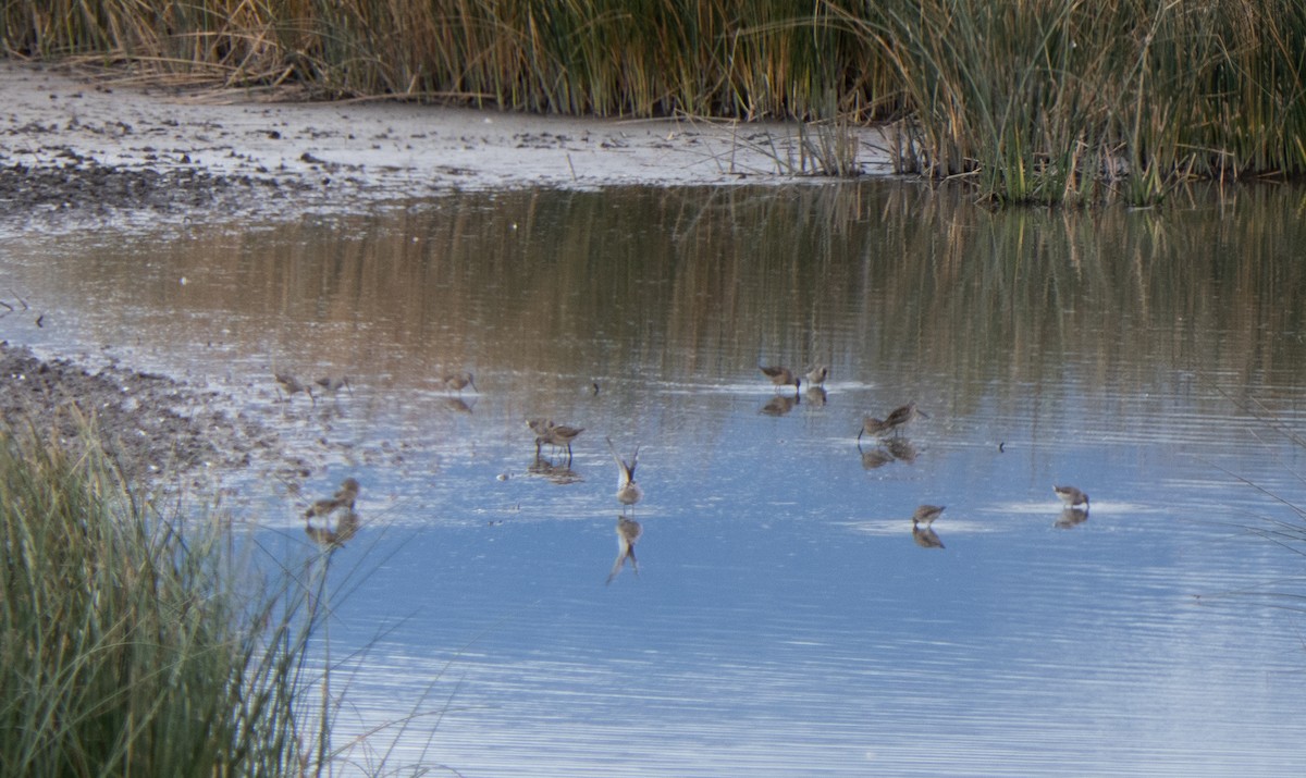 Long-billed Dowitcher - ML609471504