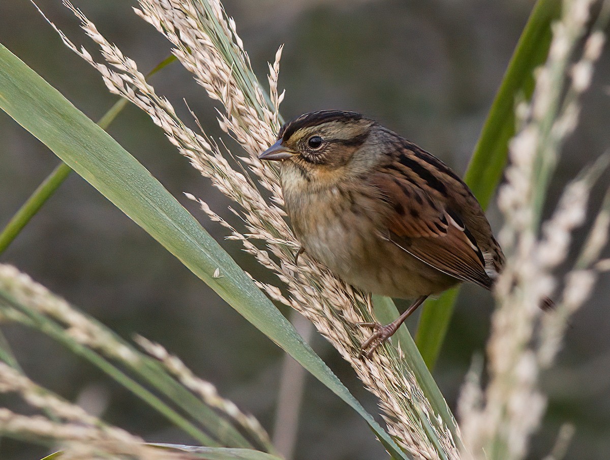 Swamp Sparrow - ML609471518