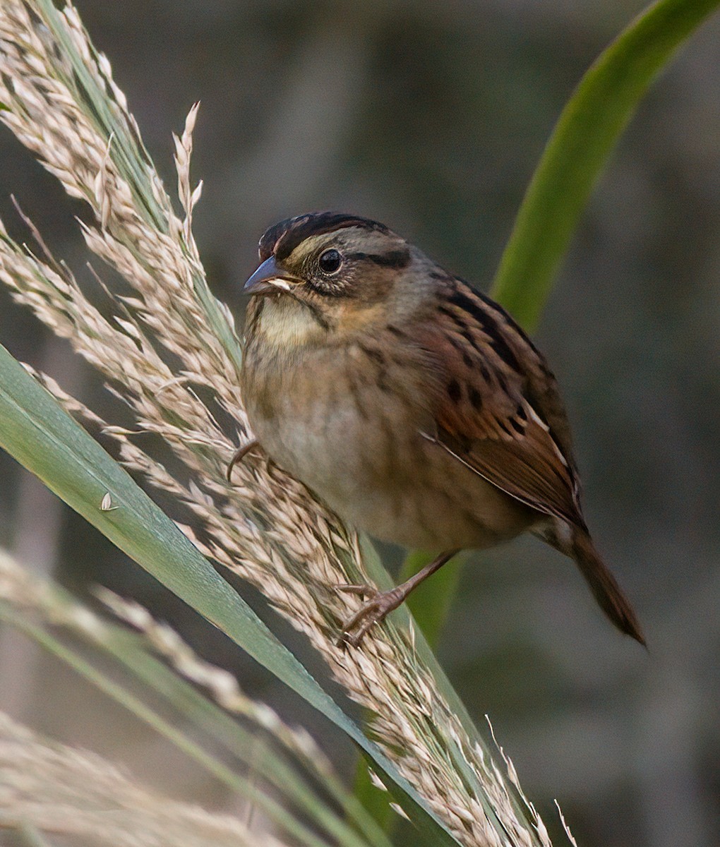 Swamp Sparrow - ML609471521