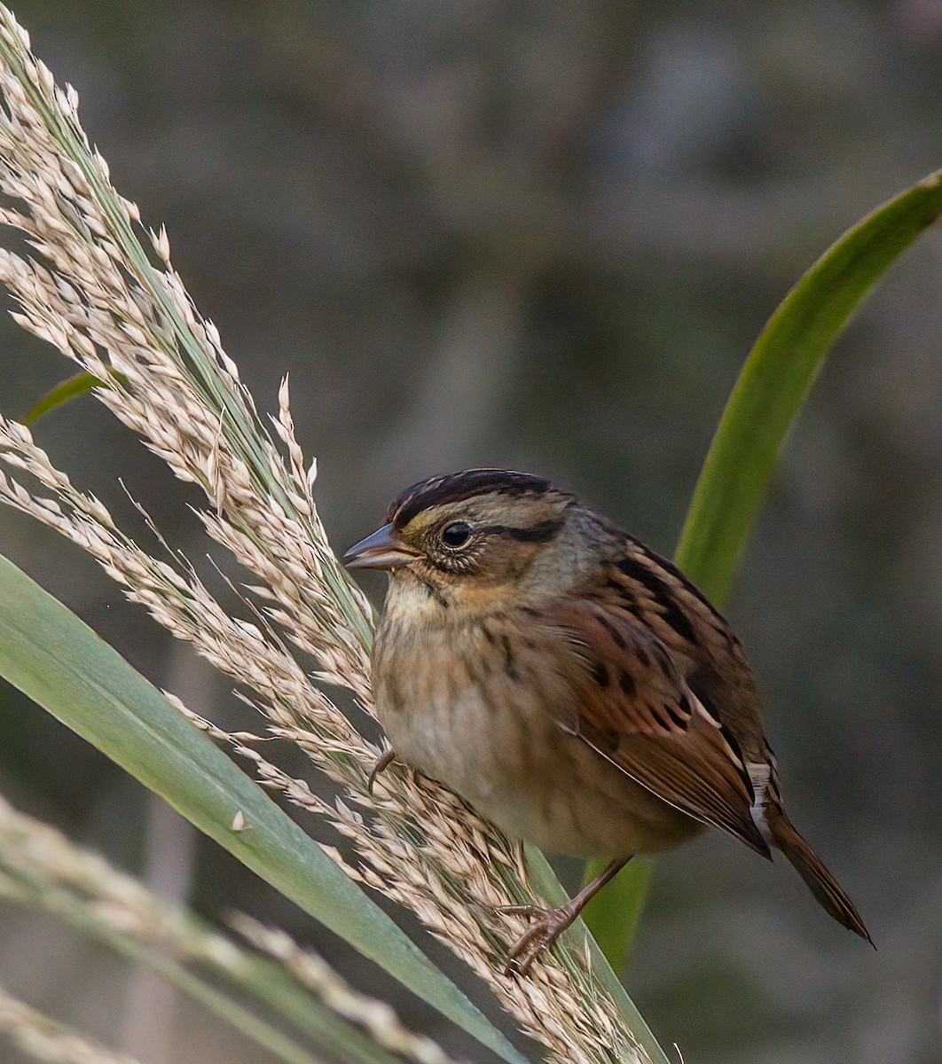 Swamp Sparrow - ML609471524