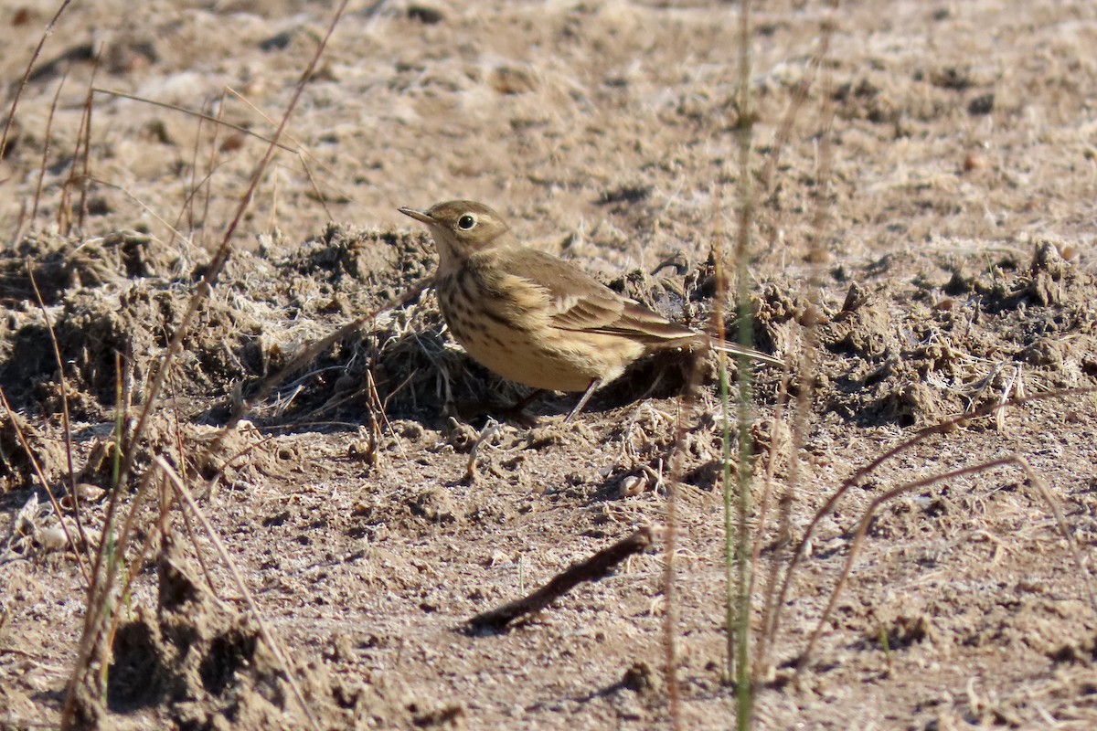 American Pipit - Kathleen Dvorak