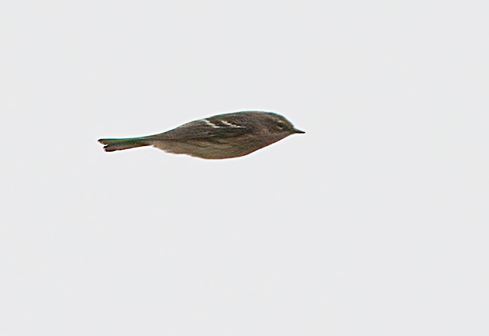 Yellow-rumped Warbler - ML609471541