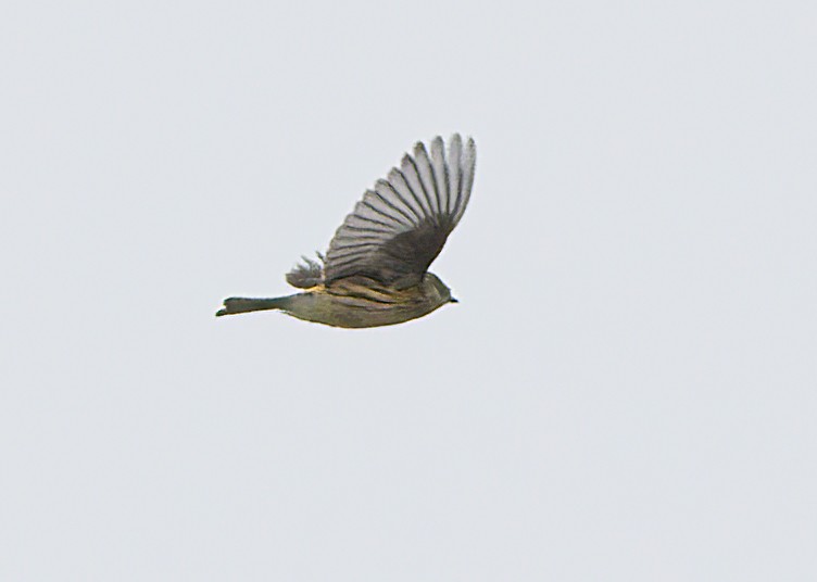 Yellow-rumped Warbler - ML609471543