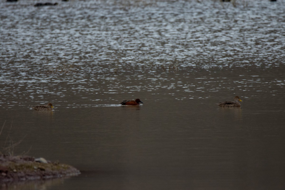 Red Shoveler - Víctor Pintado Gascón