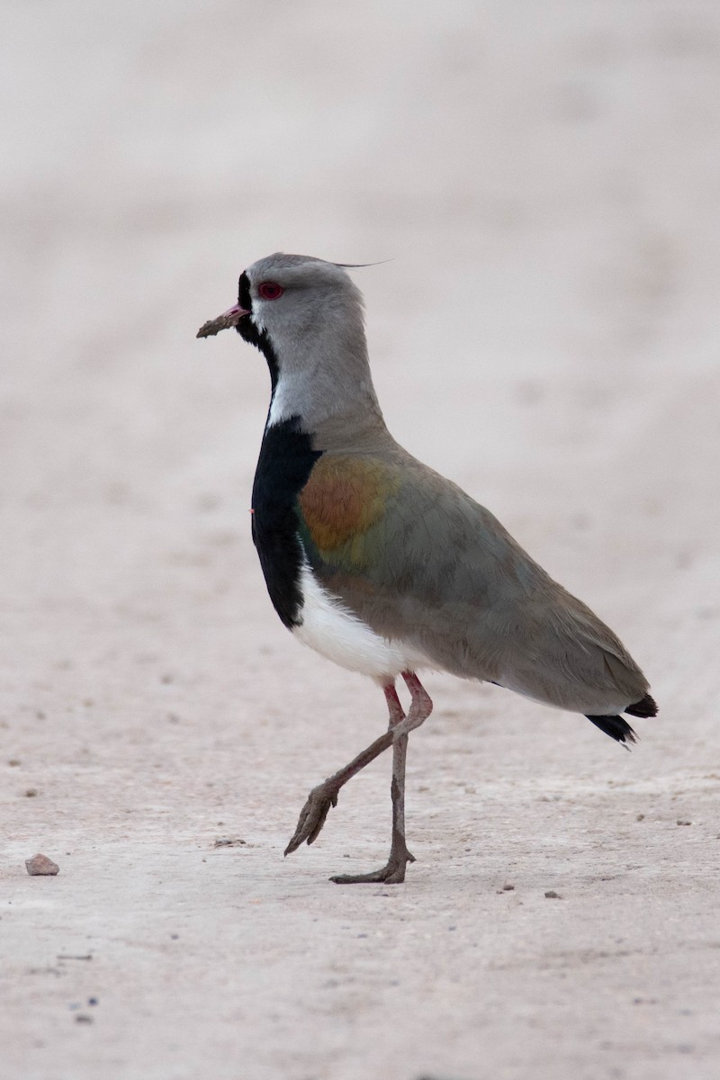 Southern Lapwing - Víctor Pintado Gascón