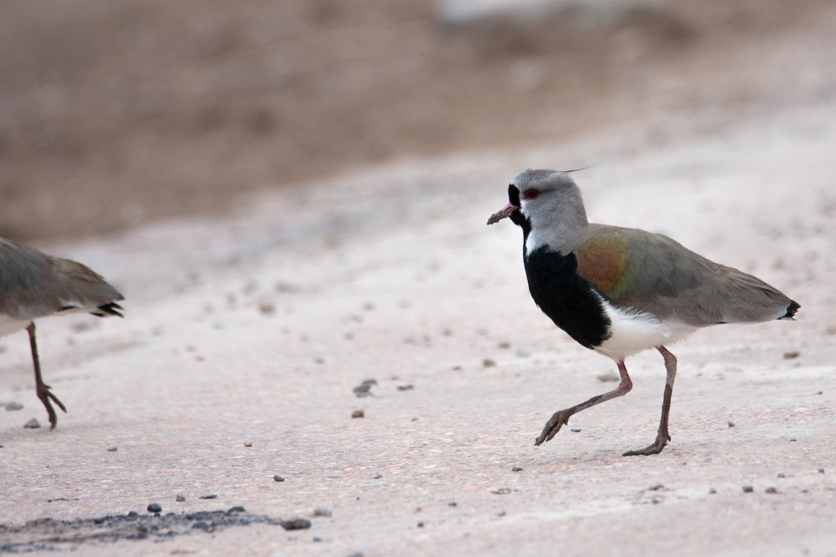 Southern Lapwing - Víctor Pintado Gascón